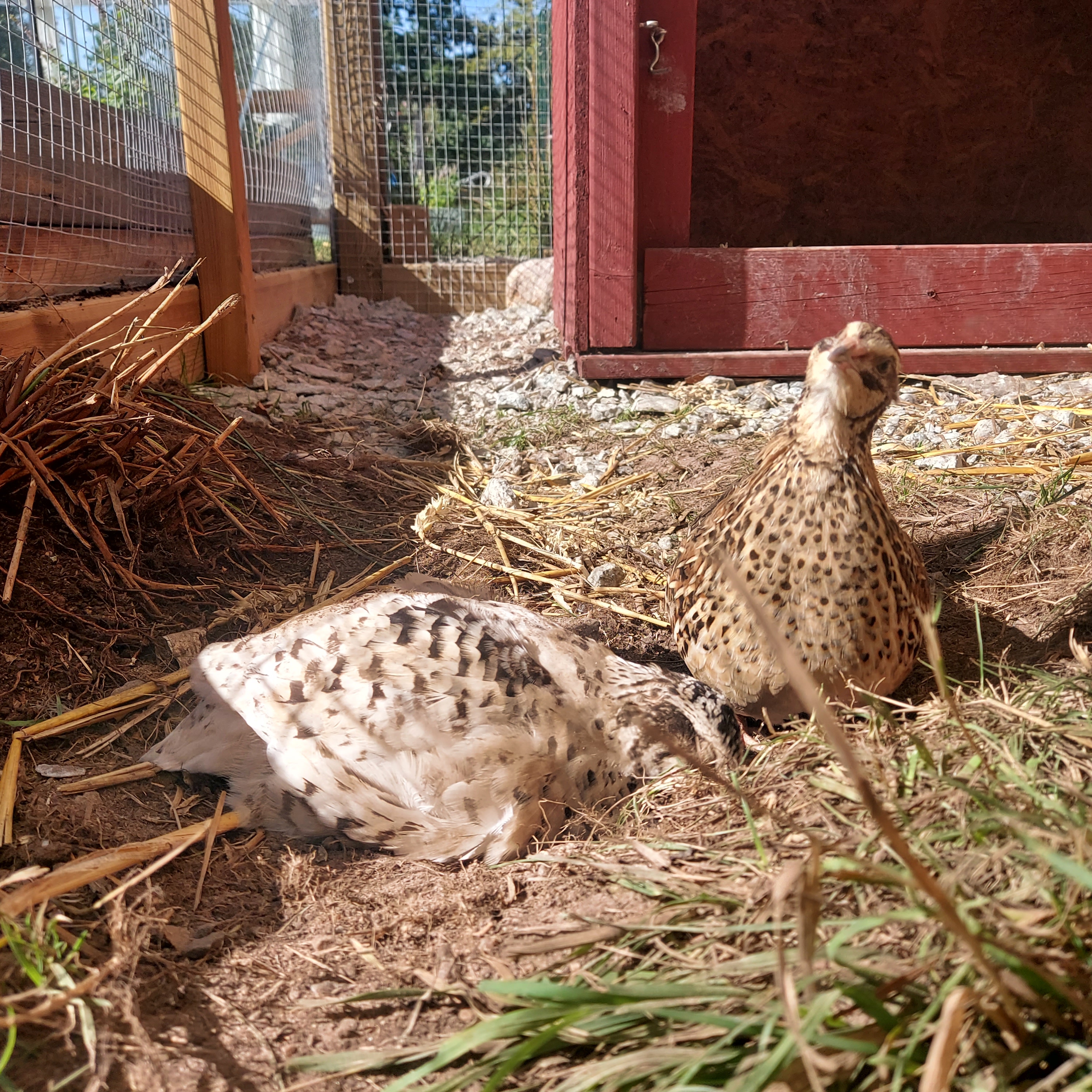 Japanska jumbovaktlar