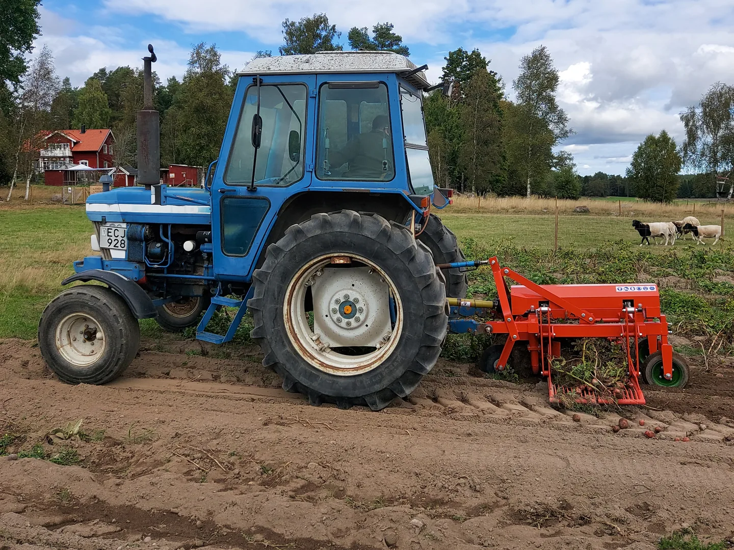 Röd potatisupptagare kopplad bakom en blå traktor i potatislandet.
