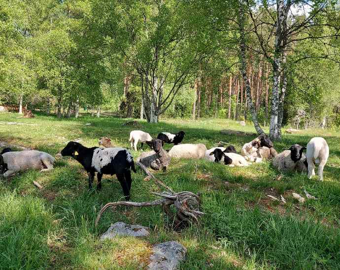 Gottlandsfår på Langhard Lantbruk